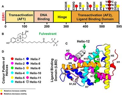 Dynamics Insights Into the Gain of Flexibility by Helix-12 in ESR1 as a Mechanism of Resistance to Drugs in Breast Cancer Cell Lines